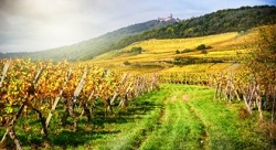 Alsace Wine Region
